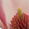 Magnolie (Magnolia sp.)